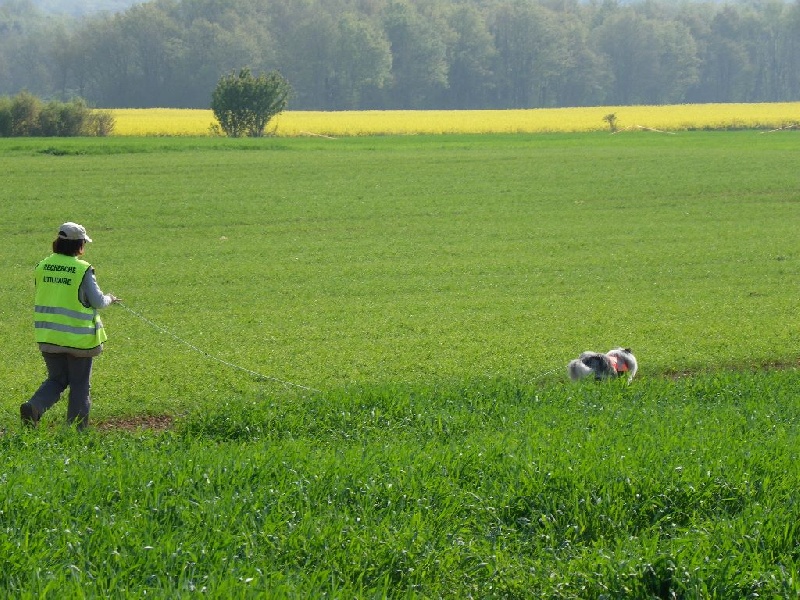 CH. Danube bleu Du castel de belle rose