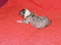 CHIOT