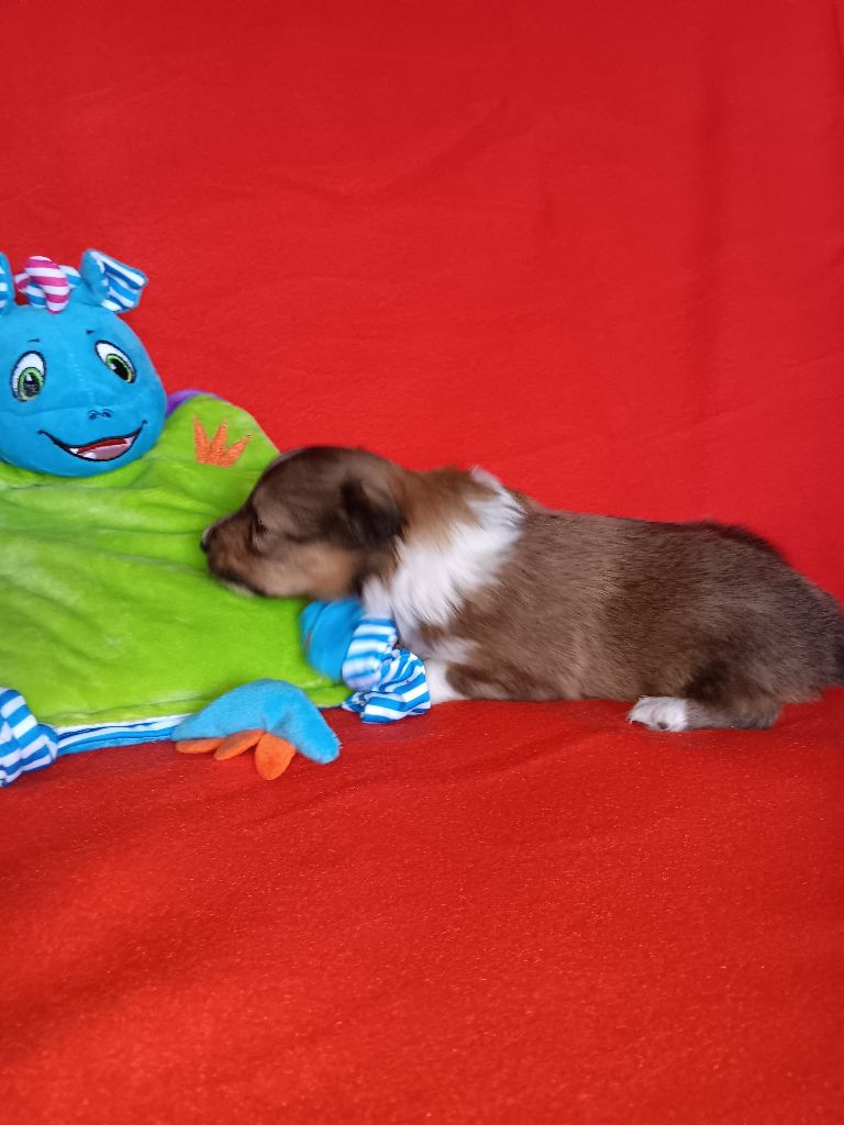 Du castel de belle rose - Shetland Sheepdog - Portée née le 13/05/2024